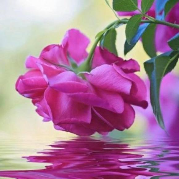 Meet your Posher, April - Picture 1 of 1